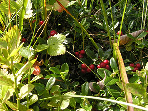 Carpathian berries. Photo: Roman PeCHYZHak