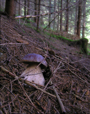 Carpathian mushroom. Photo: Roman PeCHYZHak