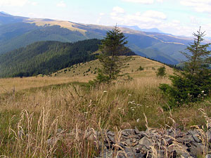 Carpathian forest. Photo: Roman PeCHYZHak