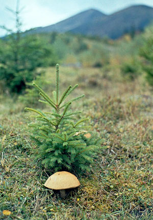 Carpathian mushroom. Photo: Roman PeCHYZHak
