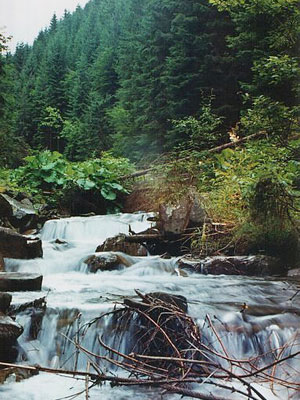 Carpathians streams. Photo: Roman PeCHYZHak