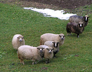 Sheeps. Photo: Chyzh