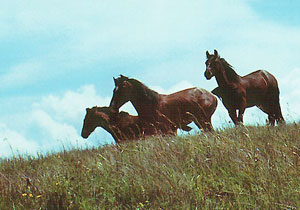Horses. Photo: Chyzh