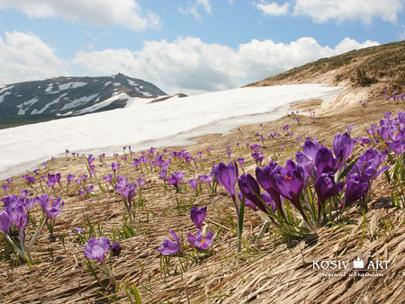 Springtime at Chornogora range