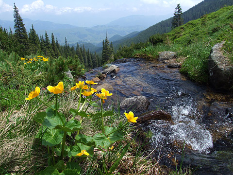 Ukrainian Carpathians, Verhovuna region, Blackmountain (Chornogora) stream