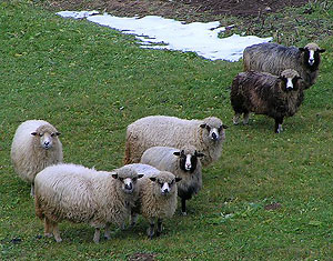Carpathians sheeps. Photo: Chyzh
