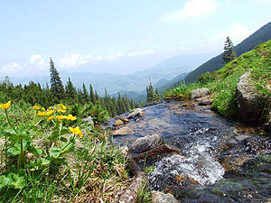 Flora of Ukraine. Photo: Chyzh