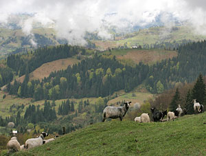 Сиві Карпати. Фото: Роман Печижак