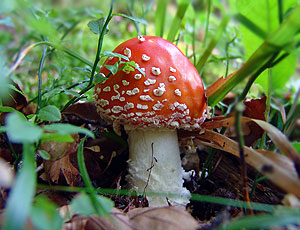 http://www.kosivart.com/i/library/hutsulland/2006/flyagaric.jpg