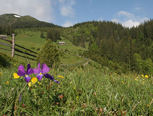 http://www.kosivart.com/i/tourism/green/rest-in-carpathian-mountains.jpg