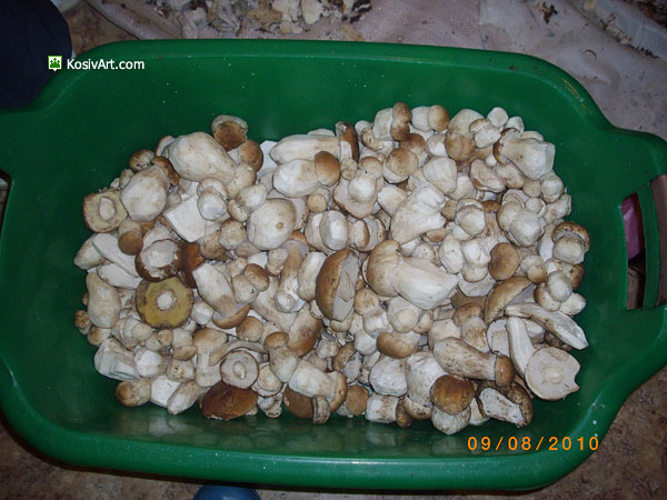 Полонинські гриби