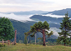 Гуцульські ліси